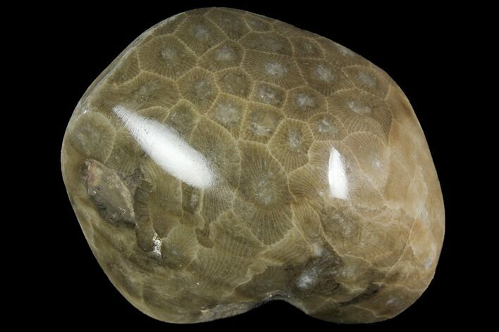 Polished Petoskey Stone (Fossil Coral) - Michigan #156050